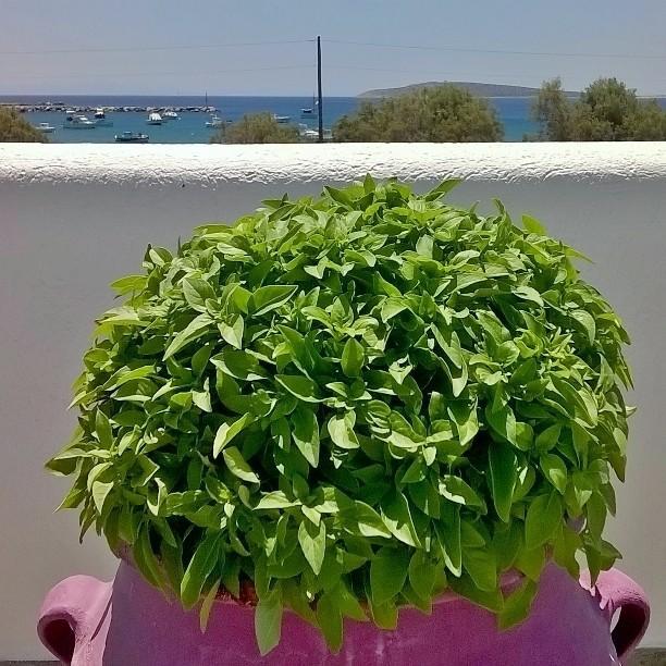 Archontiko Mary 1 Apartment Aliki  Luaran gambar